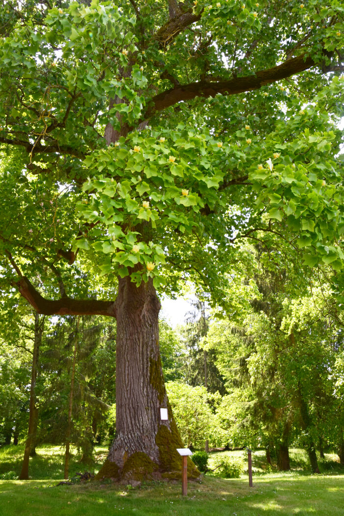 Coursan - Tulipier - (4).jpg CP B Collombet