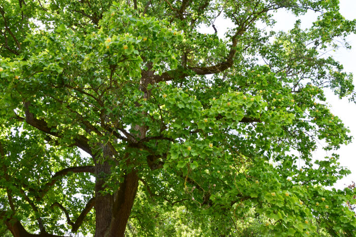 Coursan - Tulipier - (3).jpg CP B Collombet