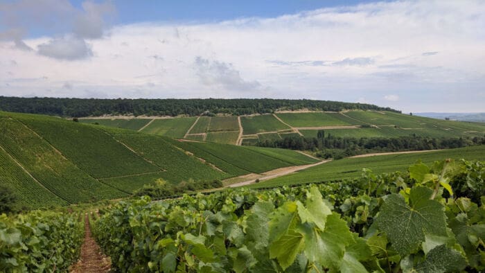 Point de vue : Paysage de Champagne.jpg Point de vue : Paysage de Champagne