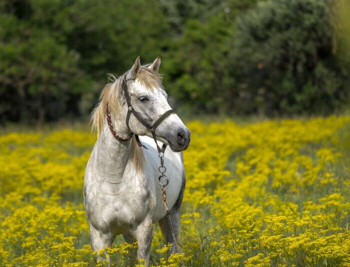 white-horse-3419146_1280.jpg © Atlantios - Pixabay