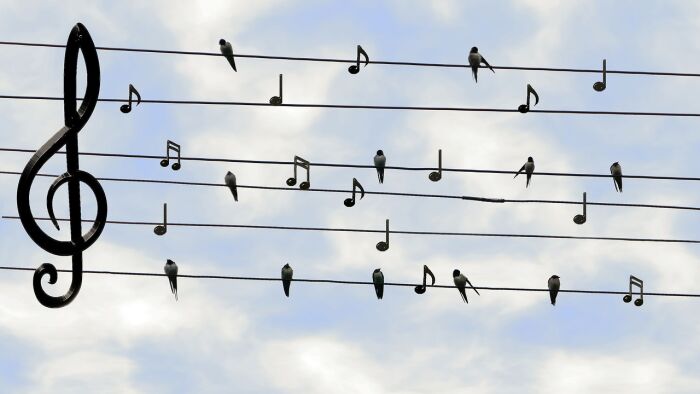 birds-2672101_1280.jpg pixabay